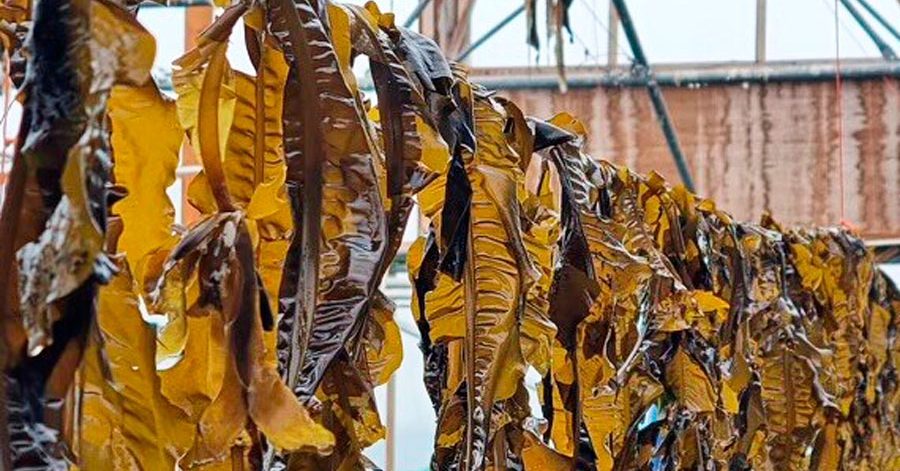 Nossos heróis climáticos de outubro | Boa comida